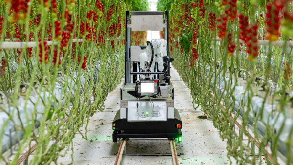 Fully automated cherry truss tomato harvesting robot 